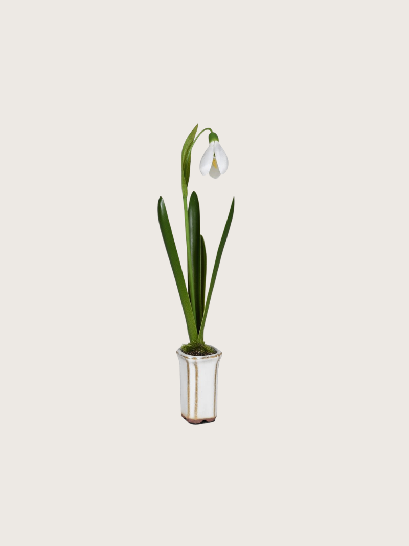 Potted plant with a white flower on a light beige background