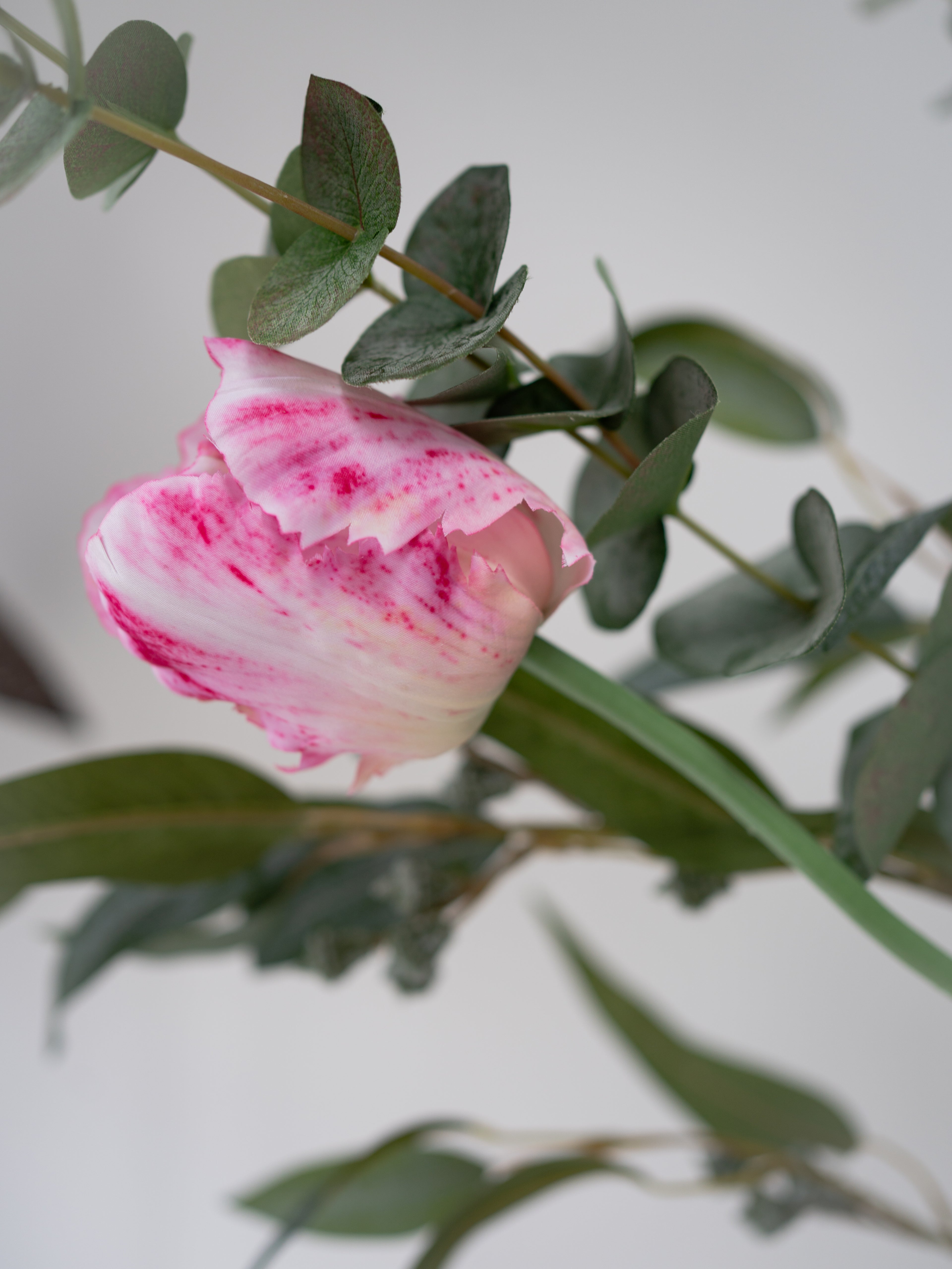 Pink and white tulip with green leaves on a light gray background