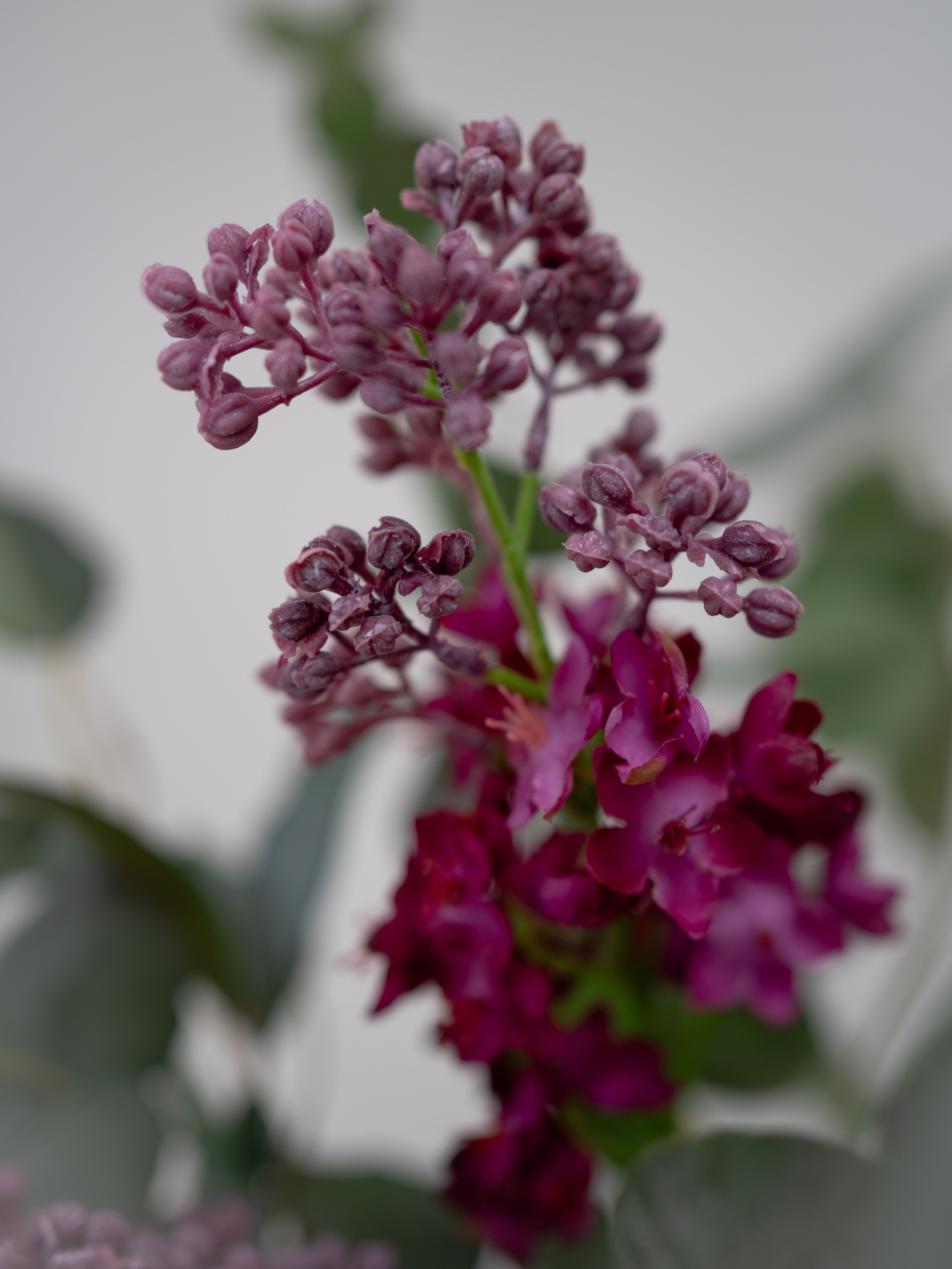 Close-up of purple flowers with a blurred green background
