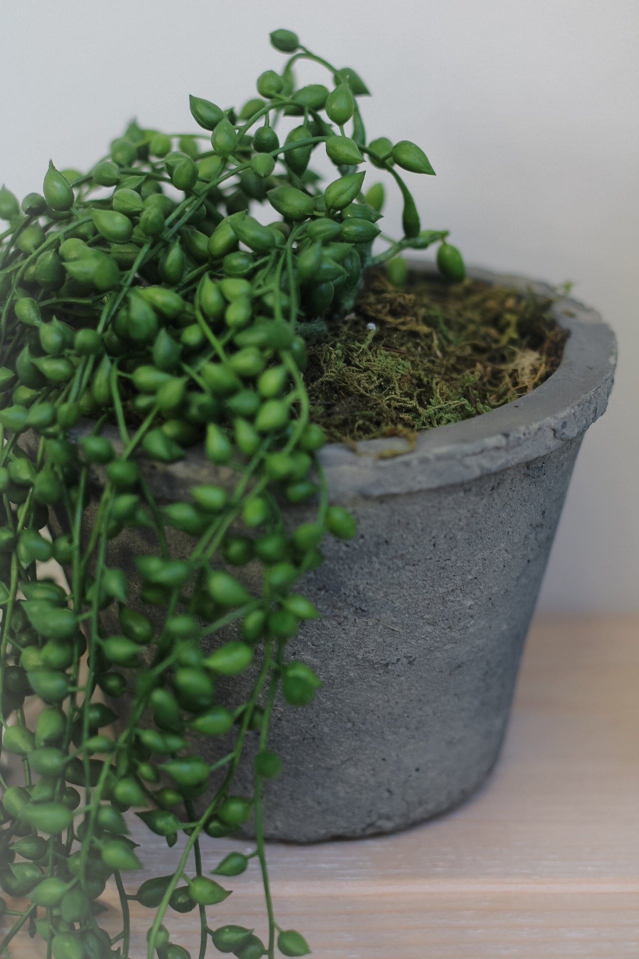 Faux String of Pearls in Rustic Cement Pot perfect for introducing faux green plants