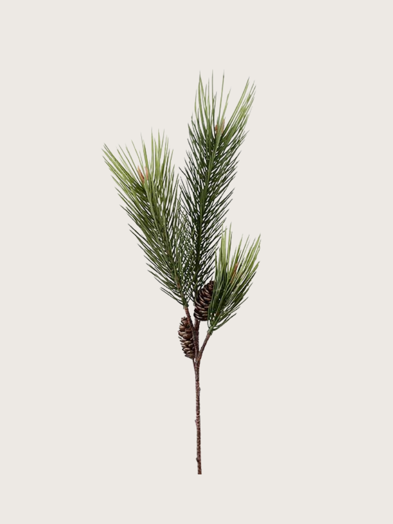 Pine branch with cones on a light gray background