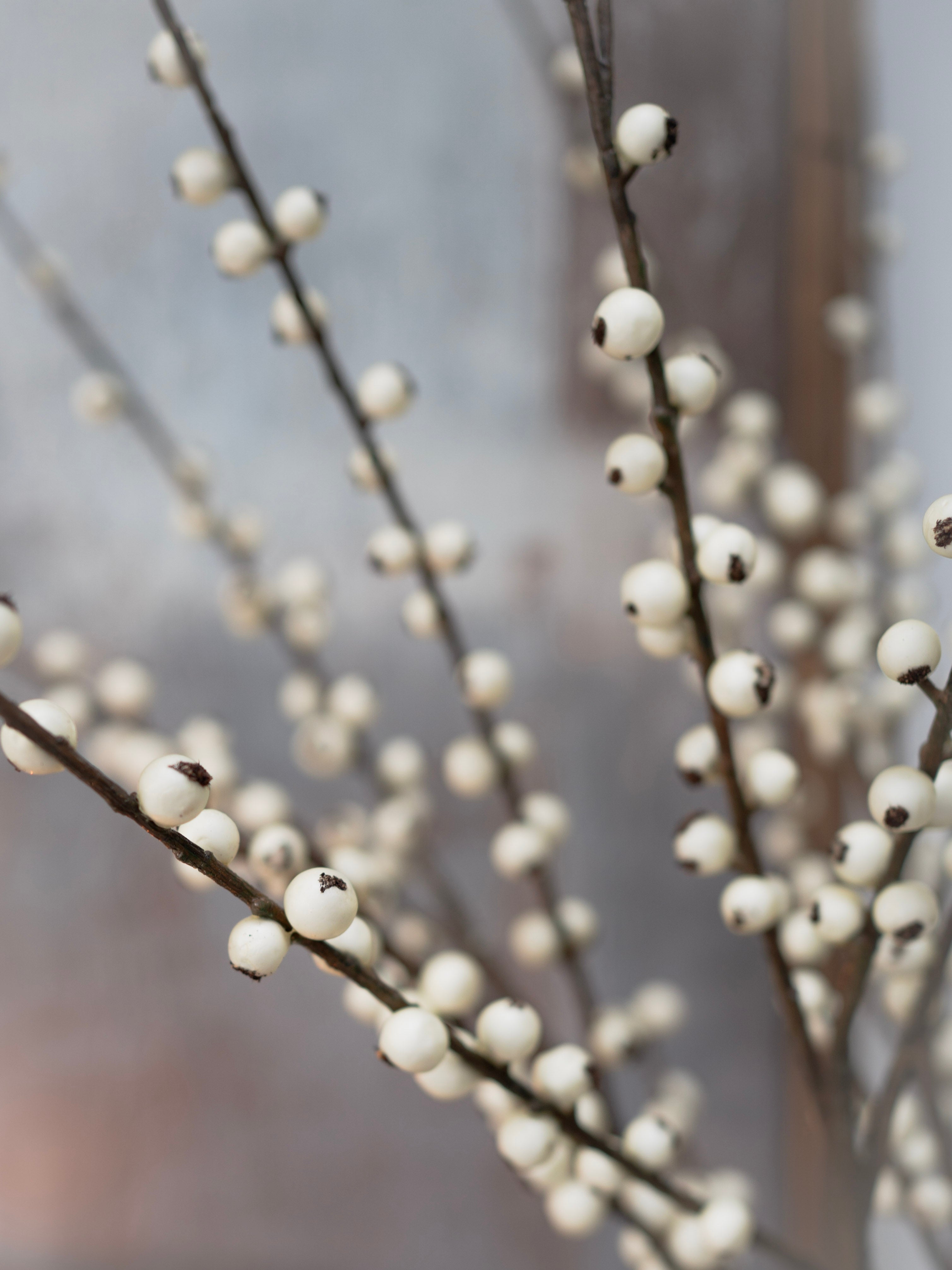 Branches with white berries against a blurred background