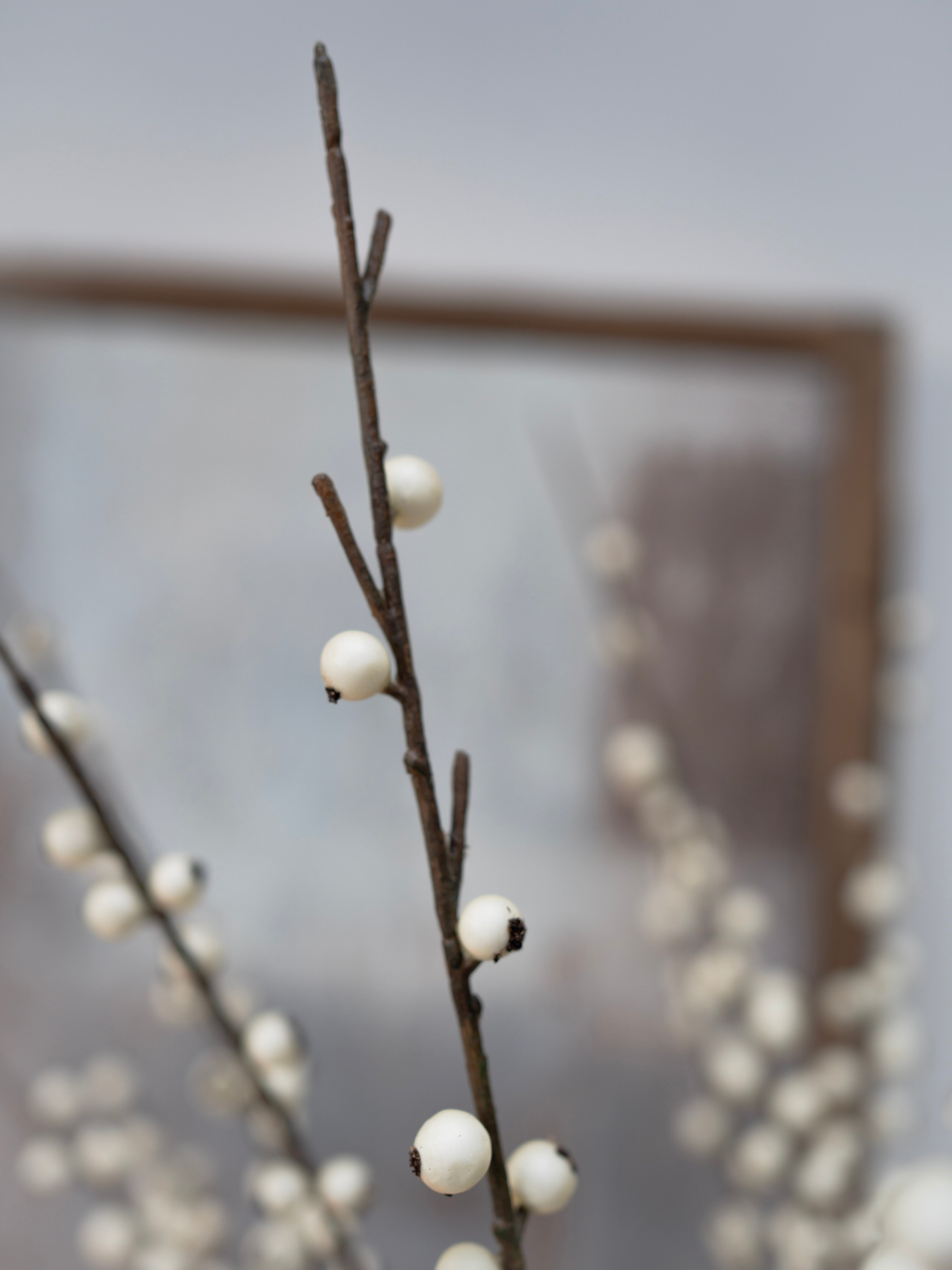 Branch with white berries against a blurred background