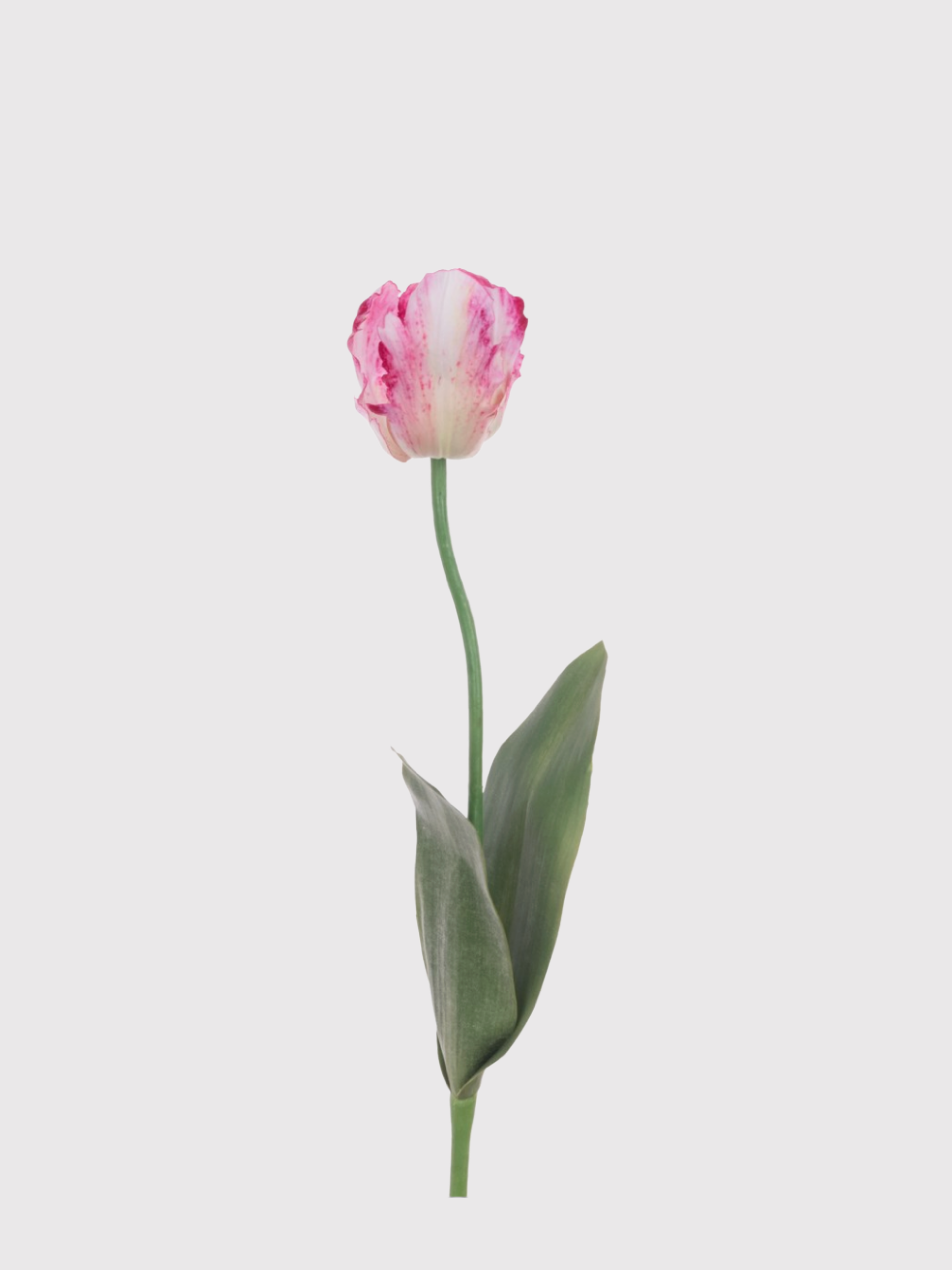 Single pink tulip on a light gray background