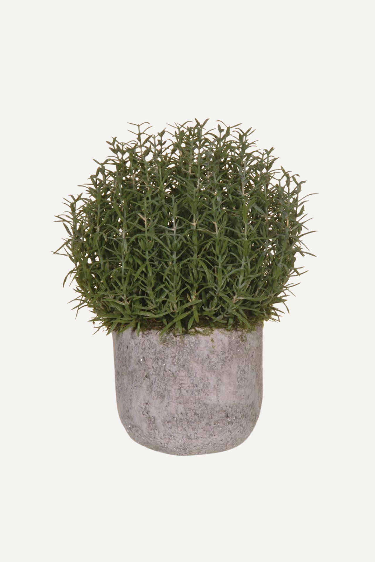 Faux rosemary bush ball in cement grey pot