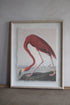 Framed artwork of a flamingo on a neutral wall.