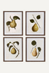 Framed Vintage Pear Pictures | Set of 4