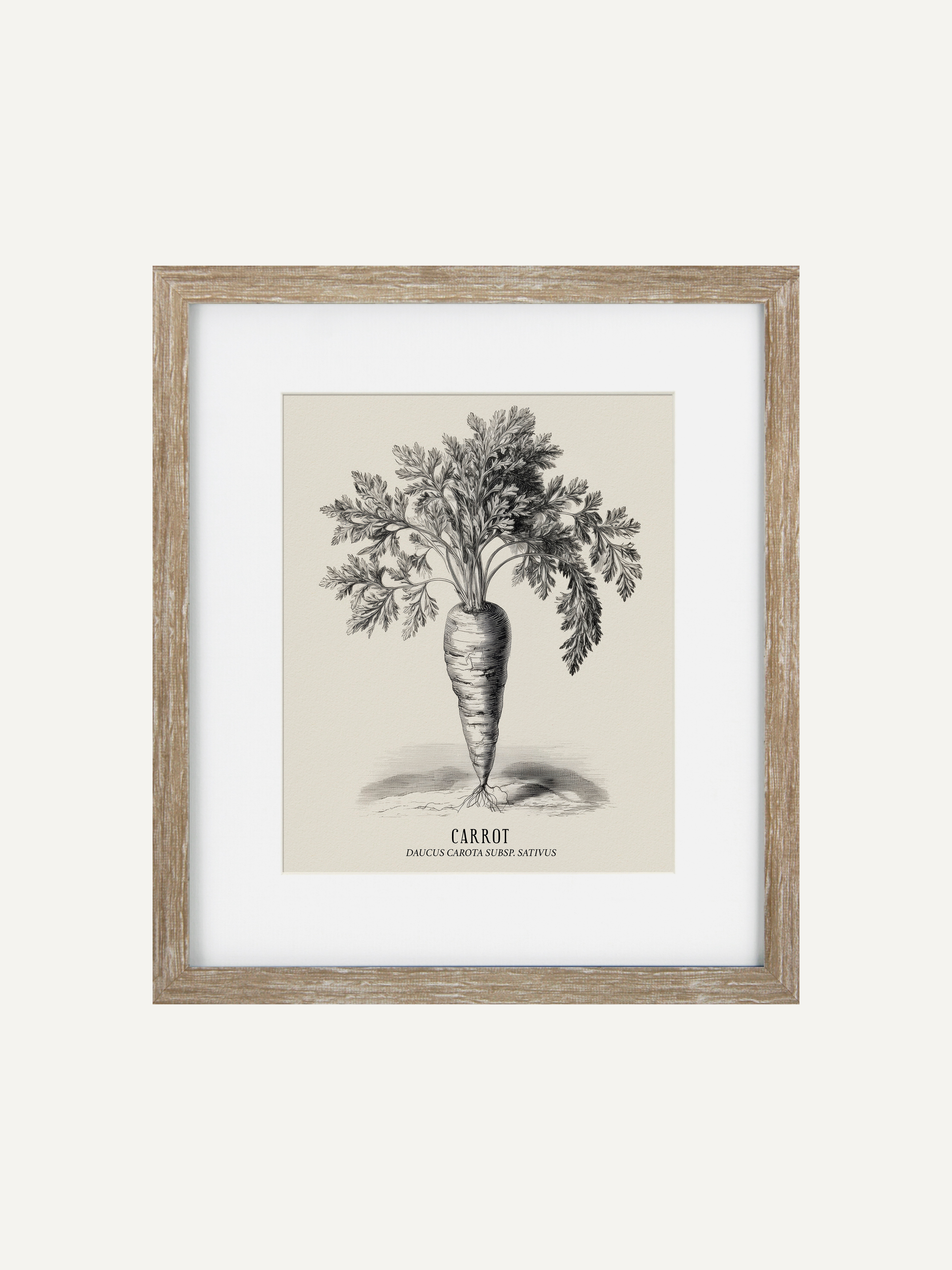 Vintage Carrot Framed Wall Art