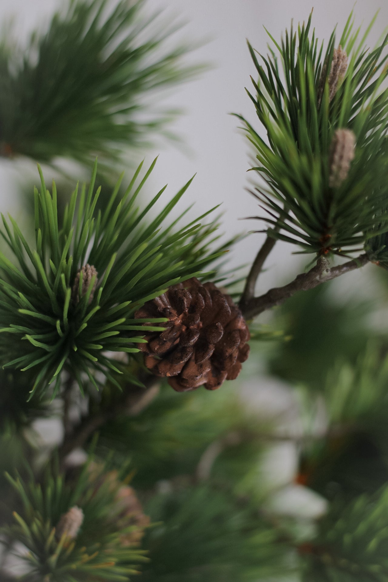 Luxury Faux Pine Spray with Pinecones
