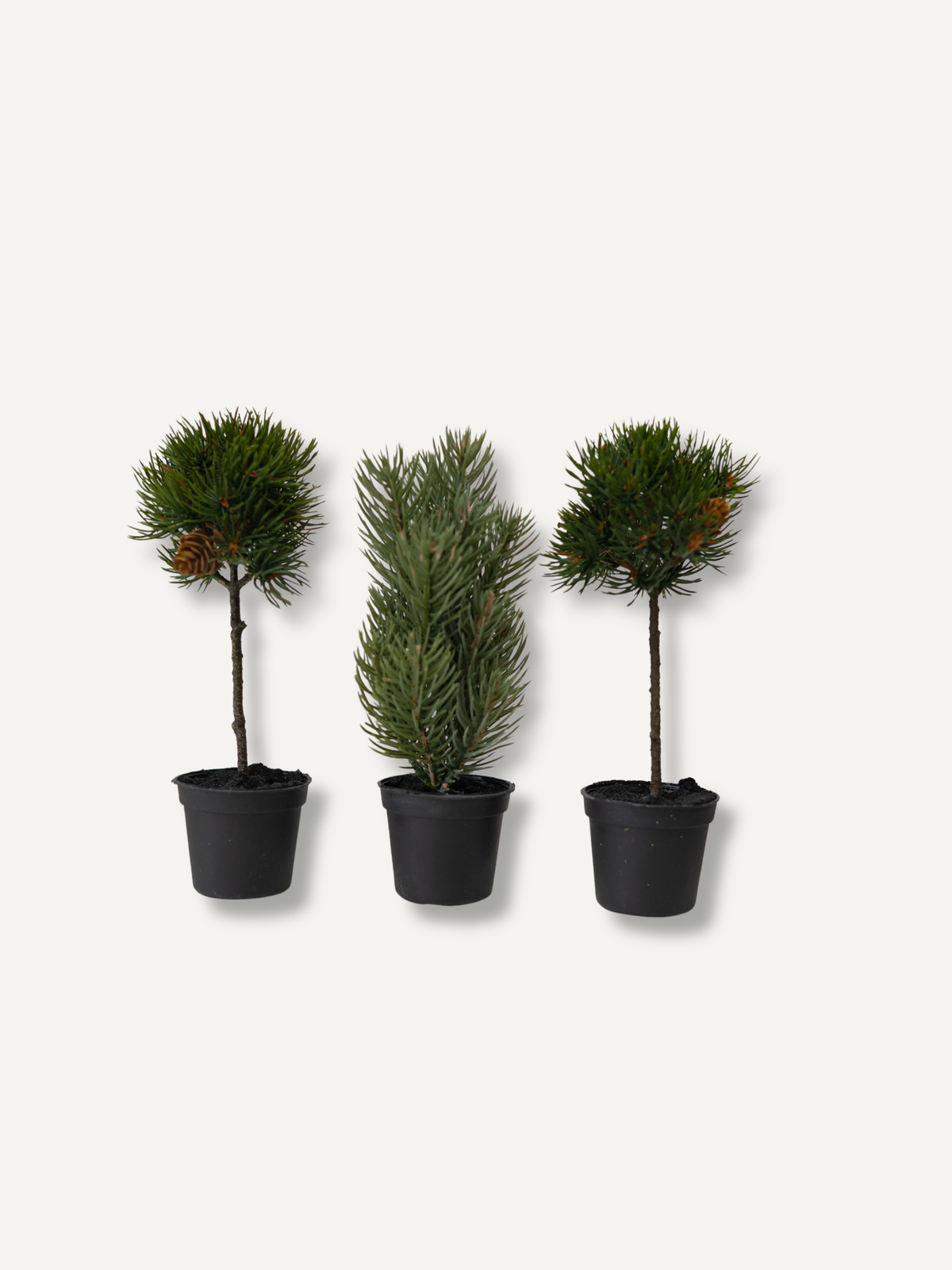 Three small potted artificial topiary-style plants in black nursery pots, arranged side by side on a light gray background.