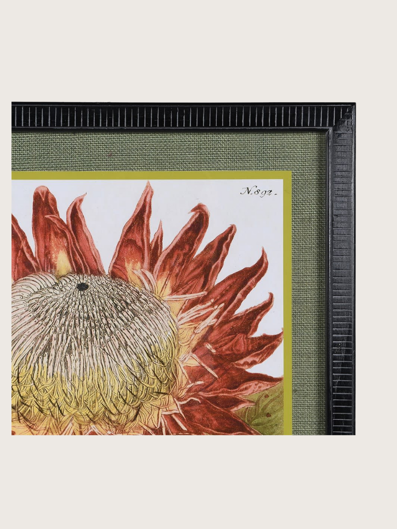 Framed botanical illustration of a protea with a black frame.