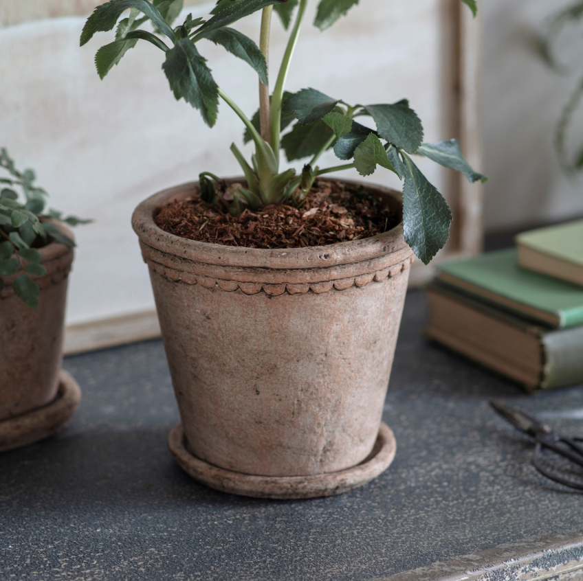 Scalloped Cement Planter