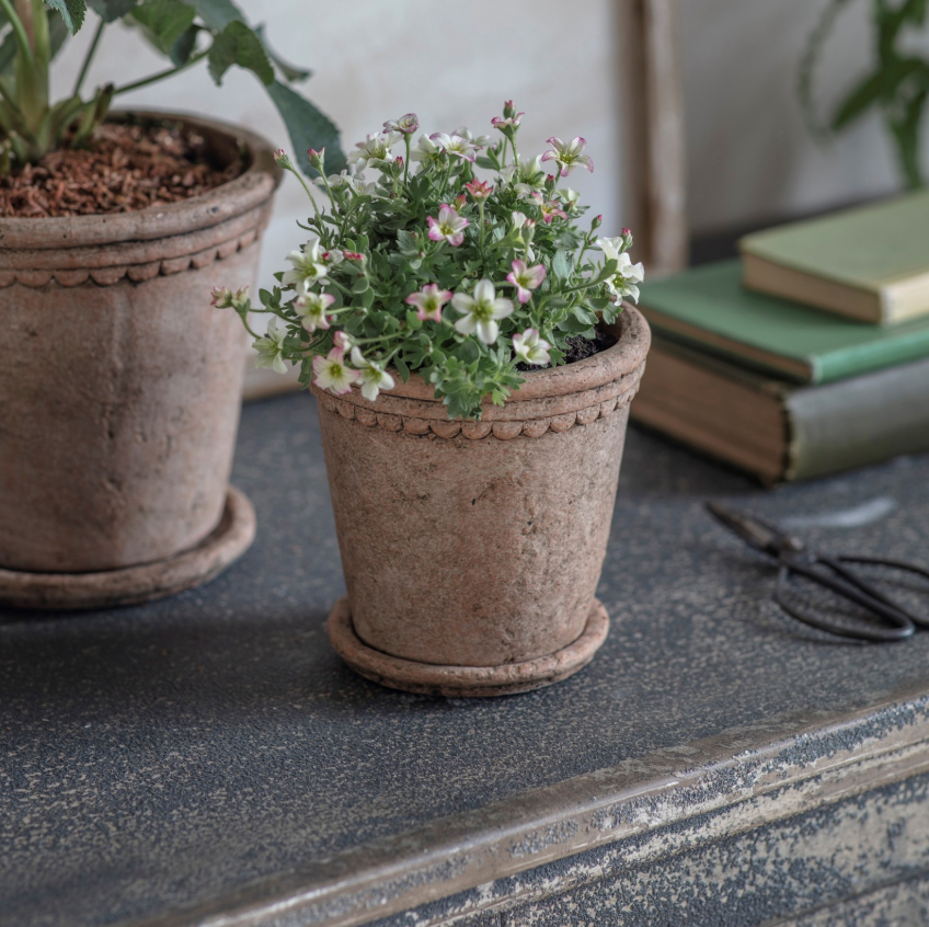 Scalloped Cement Planter