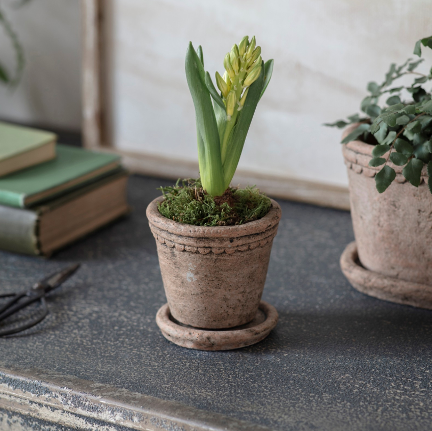 Scalloped Cement Planter