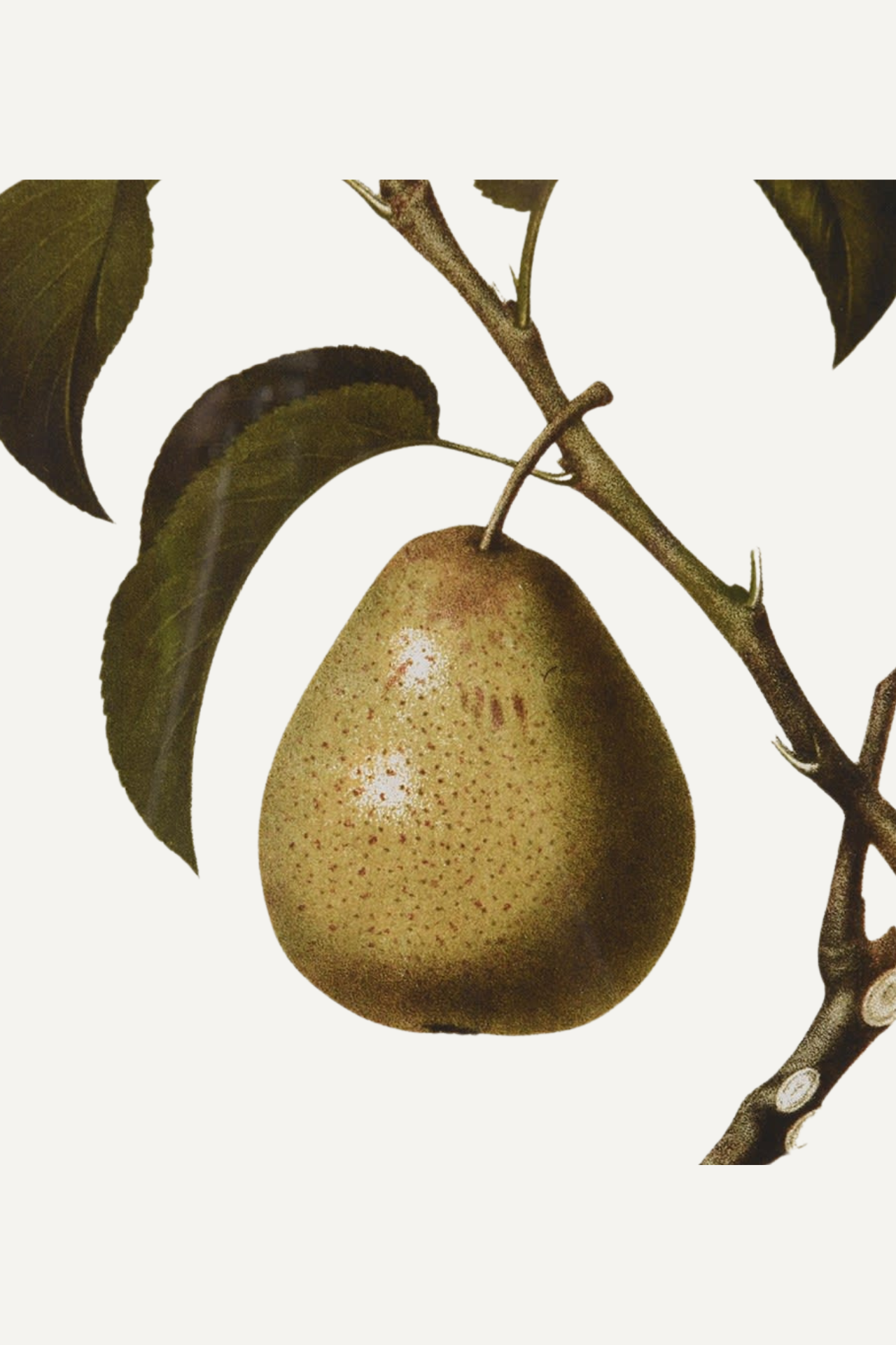 Up close of vintage pear framed wall print