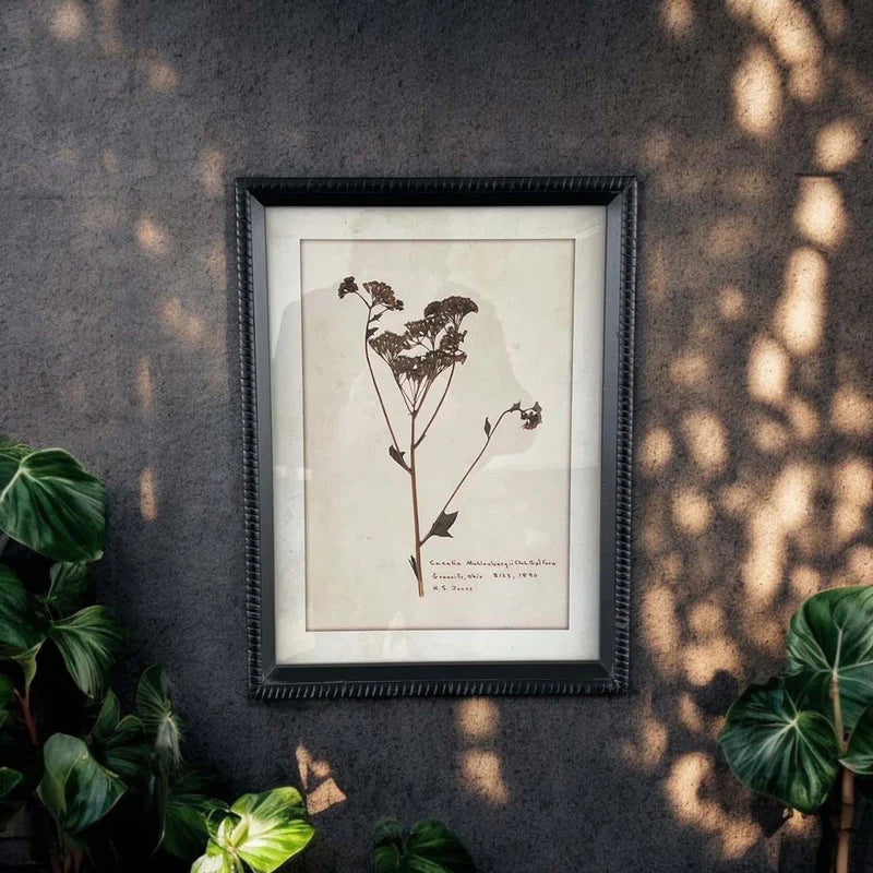 Vintage Achillea Pressed Flower Wall Art