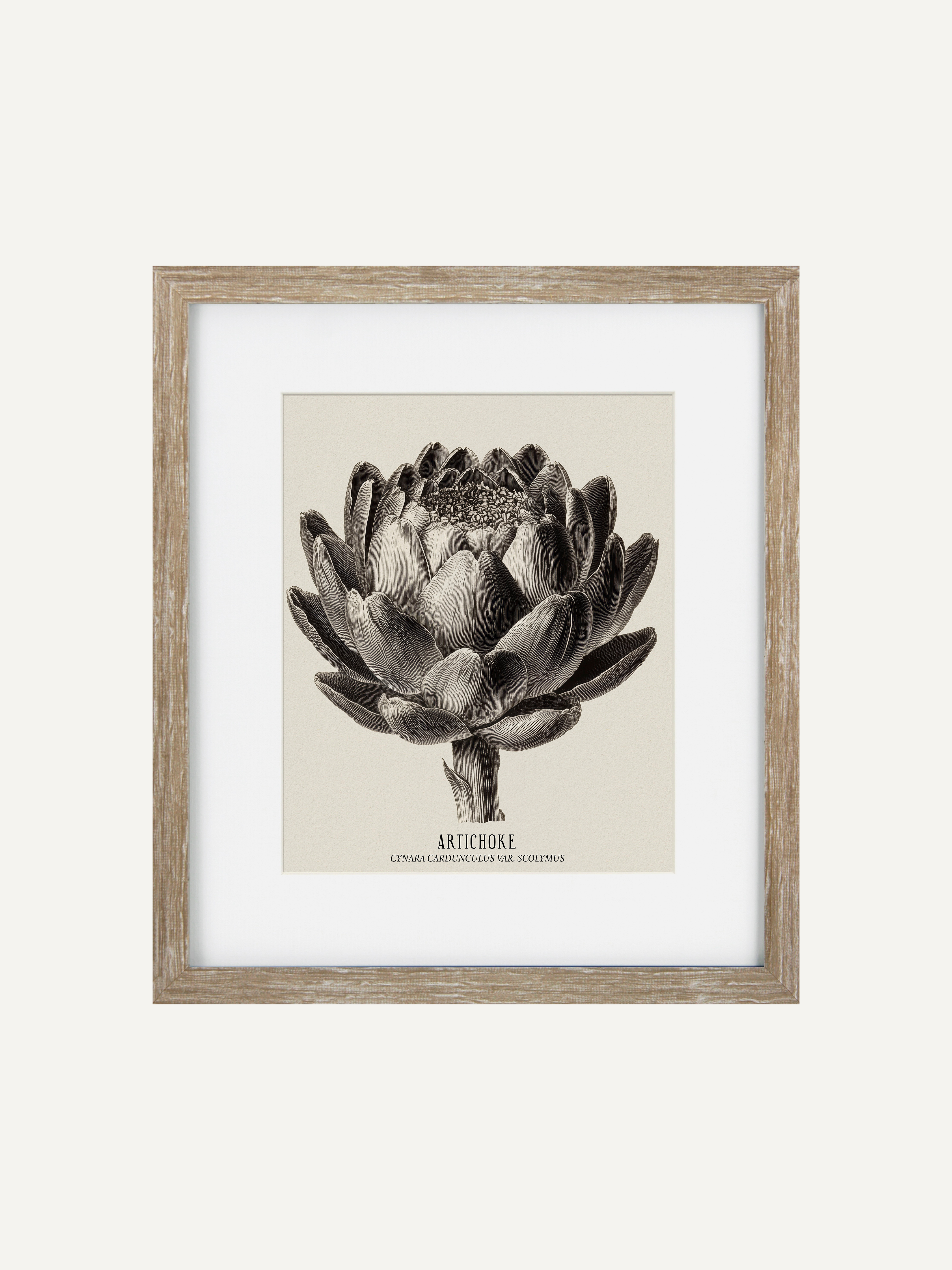 Framed botanical print of an artichoke on a white background