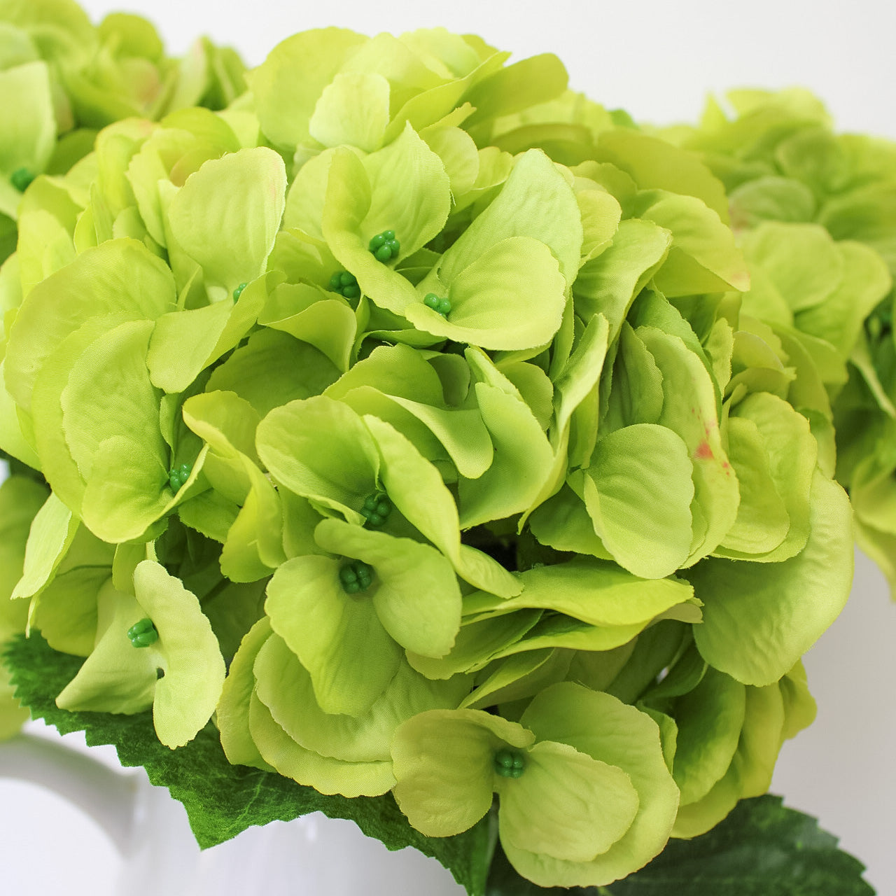 Garden Green Hydrangea Stem