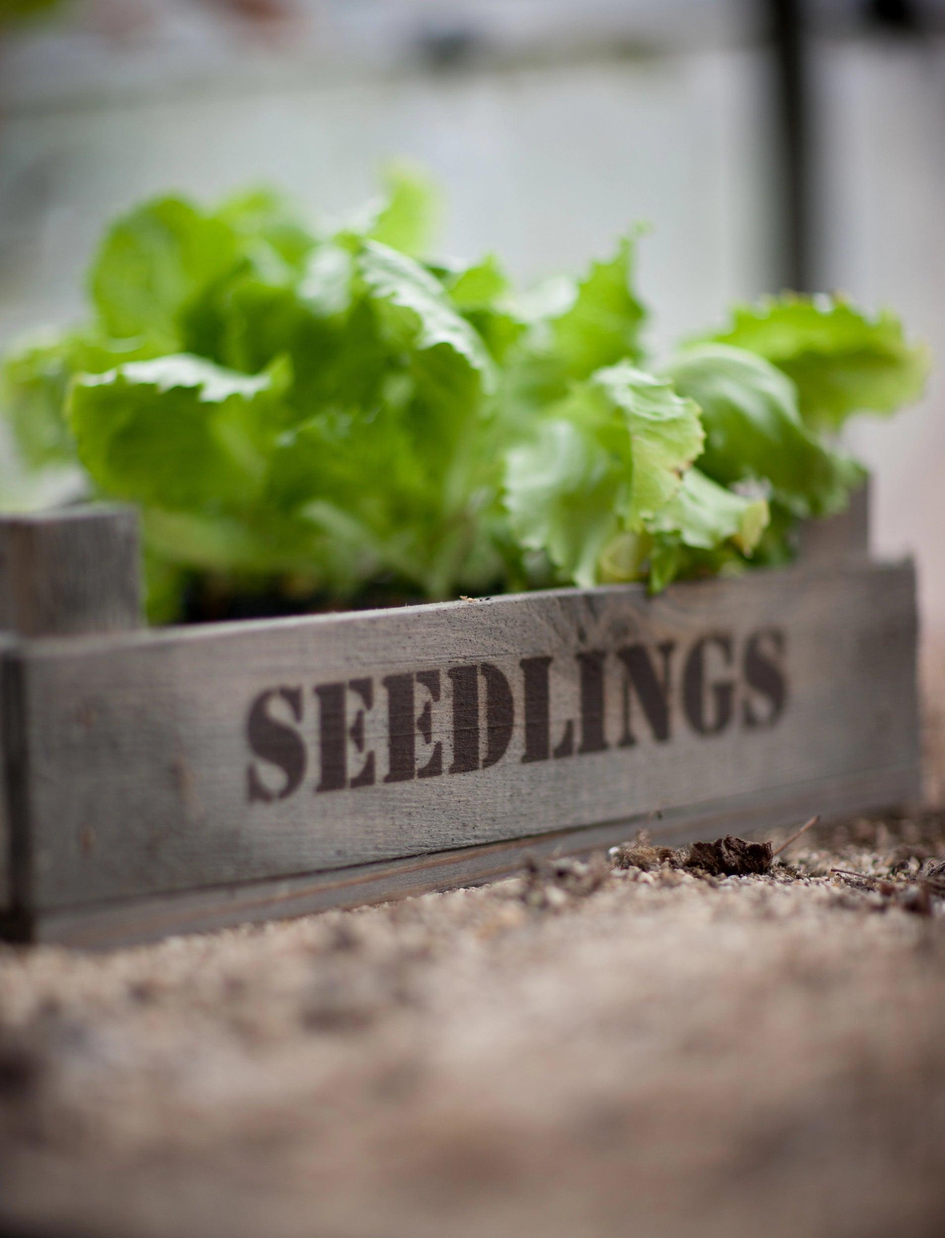 Wooden Seedlings Tray