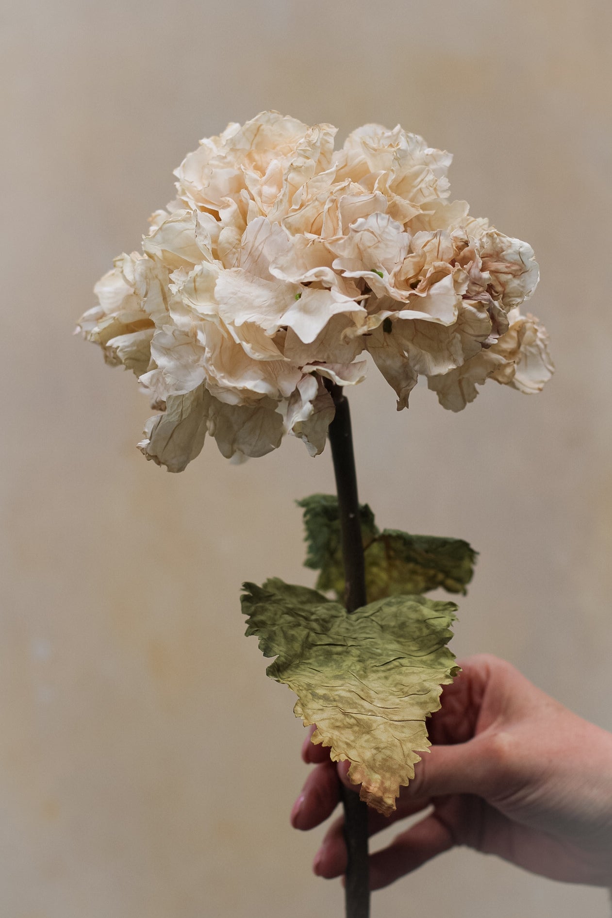 single soft nude toned hydrangea with dried touch