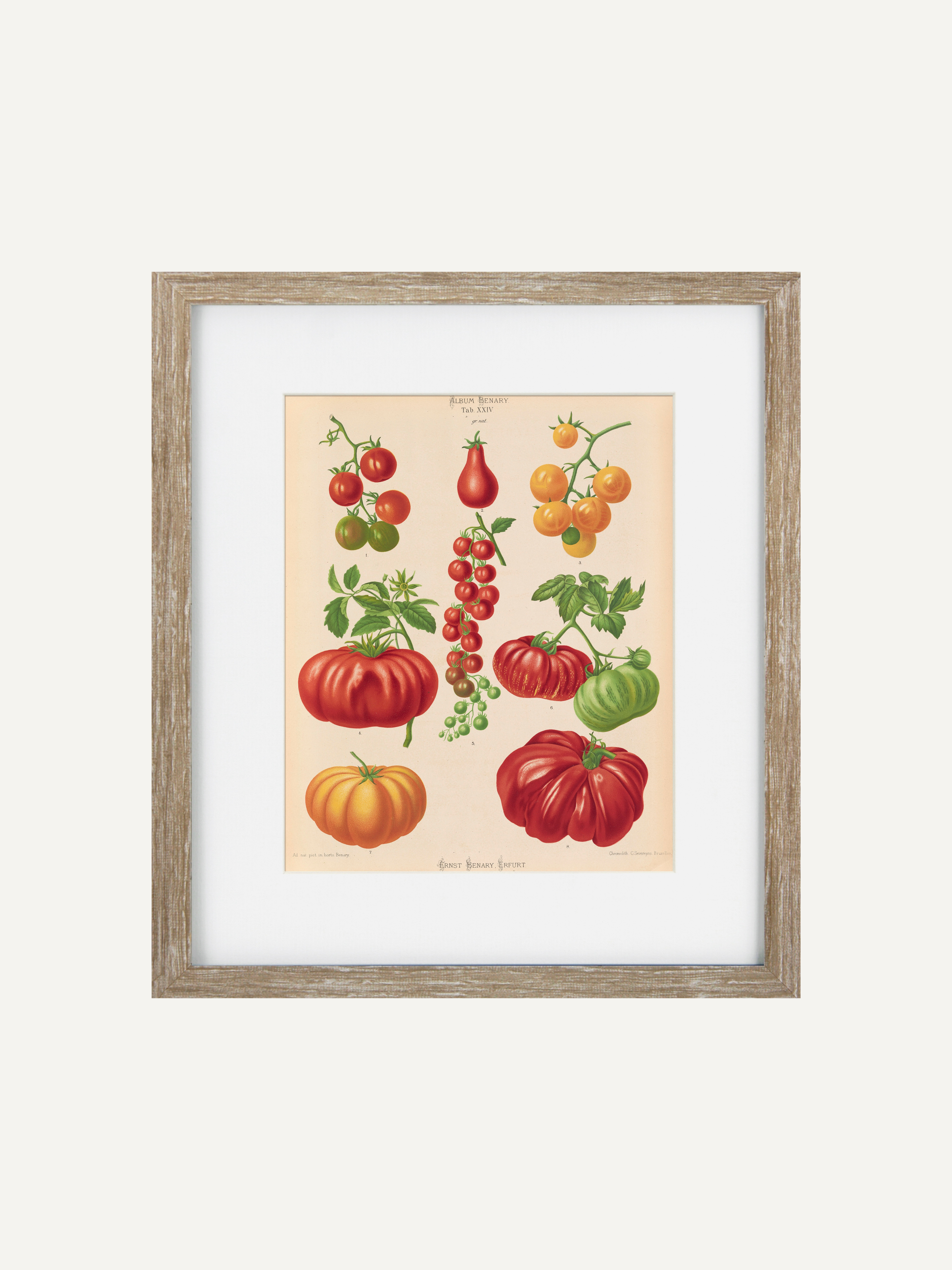 A framed vintage botanical print of various tomato varieties, featuring red, orange, and green tomatoes on a beige background, enclosed in a light wood frame with a white mat.