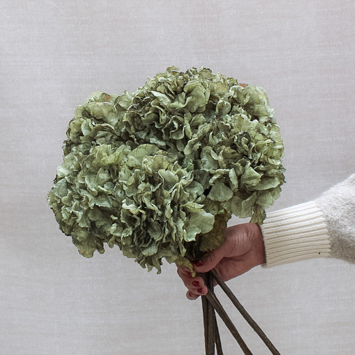 Sage Dried Touch Ruffle Hydrangea | Bundle of 3
