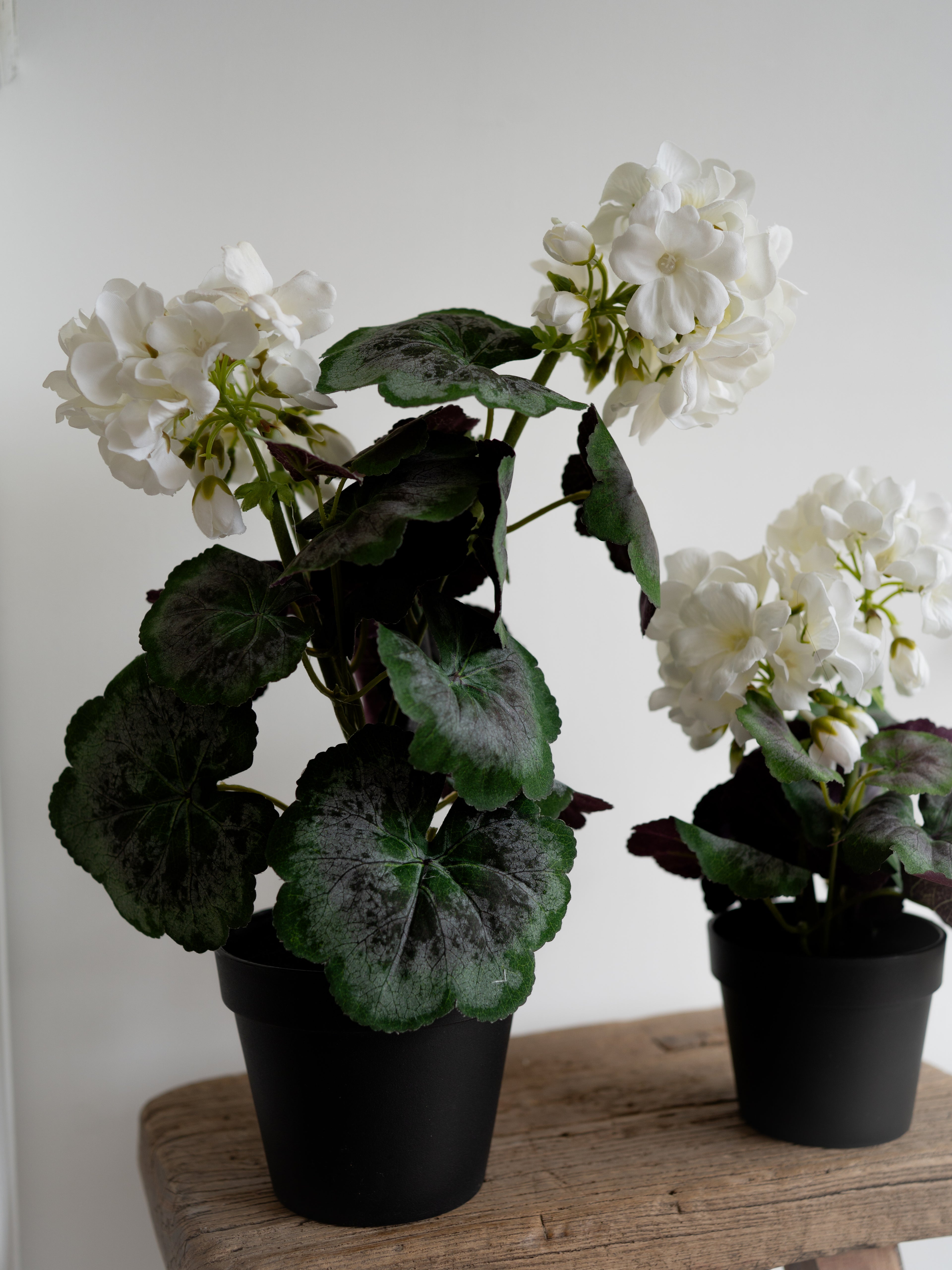 Faux White Geranium Plant