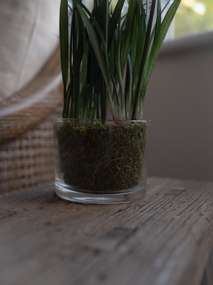 Faux Snowdrop Plant in Glass Pot