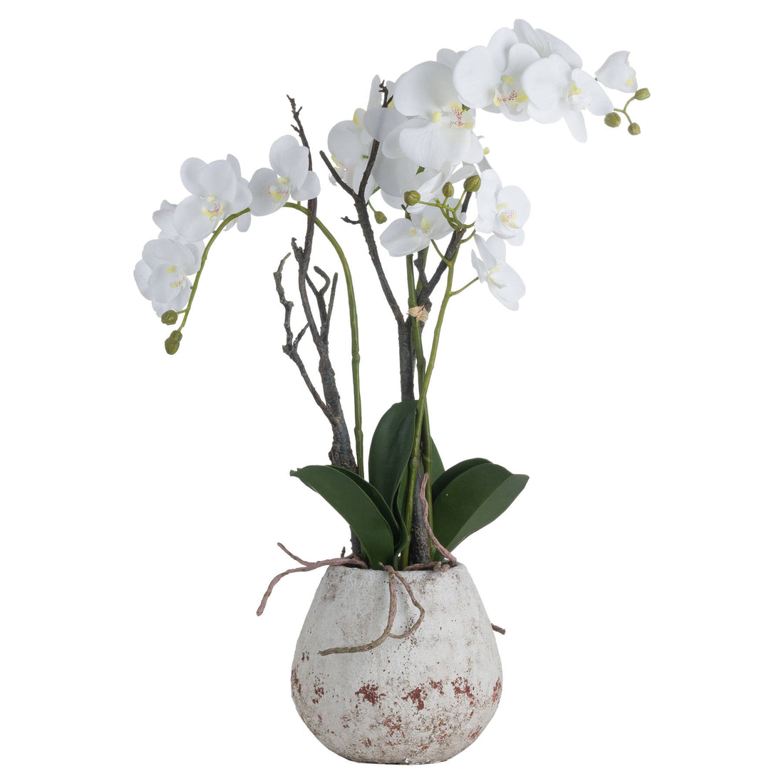 Luxury White Orchid in Stone Pot