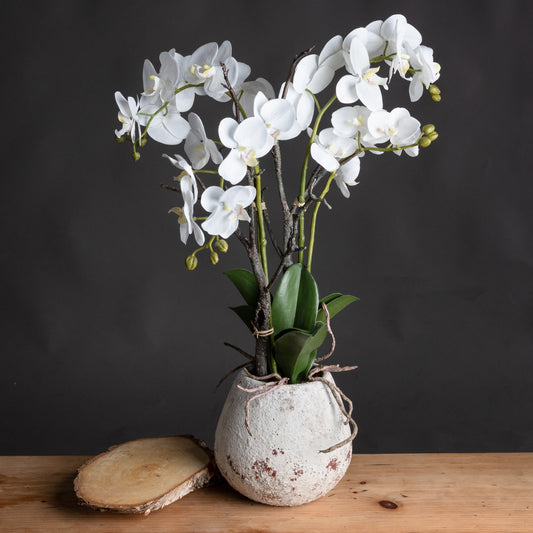 Luxury White Orchid in Stone Pot