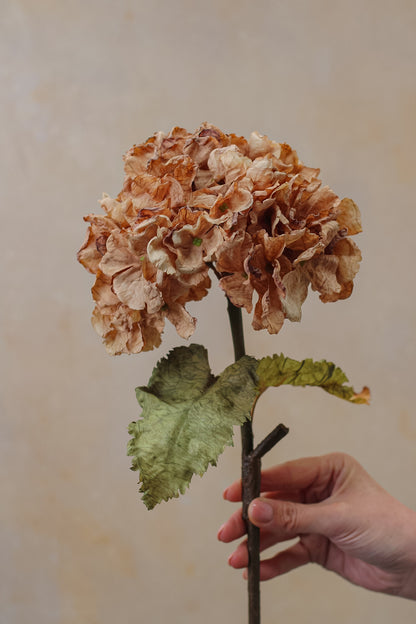 earthy toned dried hydrangea stem for home decor
