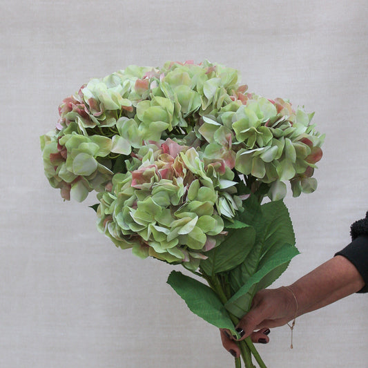 French Hydrangea Stem