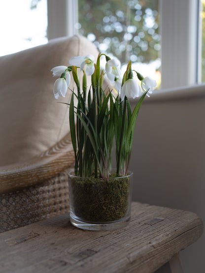Faux Snowdrop Plant in Glass Pot