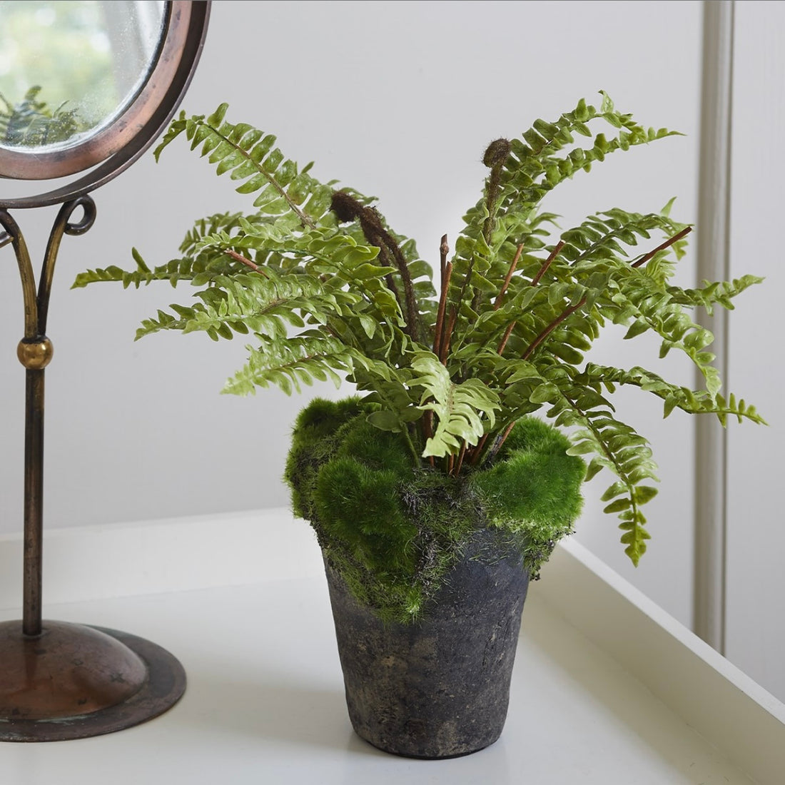 Boston Potted Fern