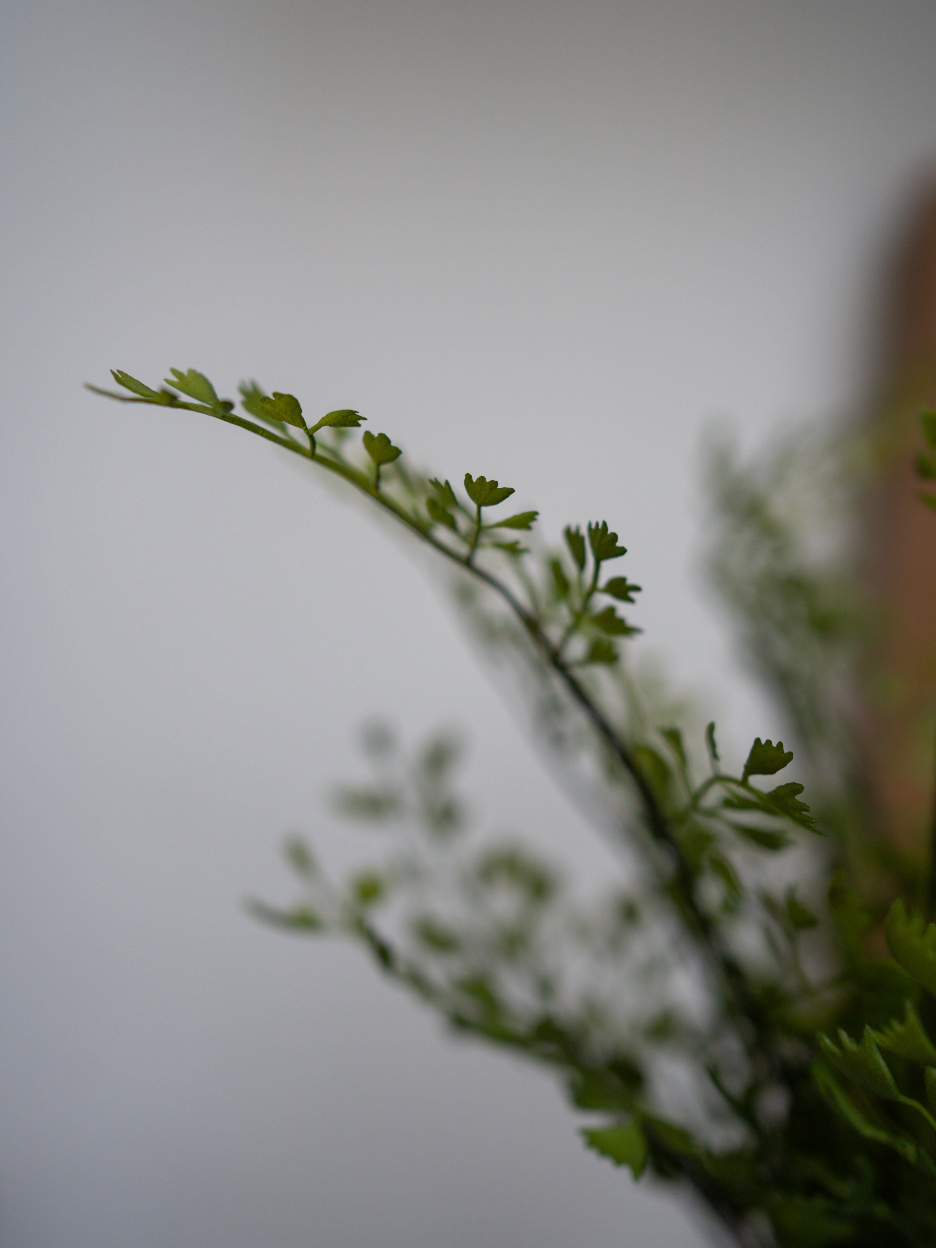 Faux Maiden Hair Fern Potted Plant