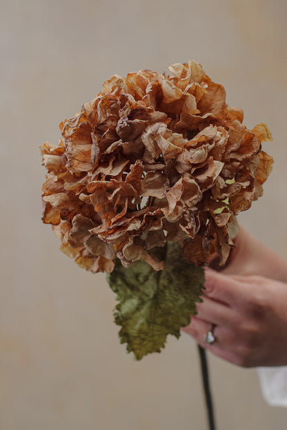 up close of dried ruffle hydrangea