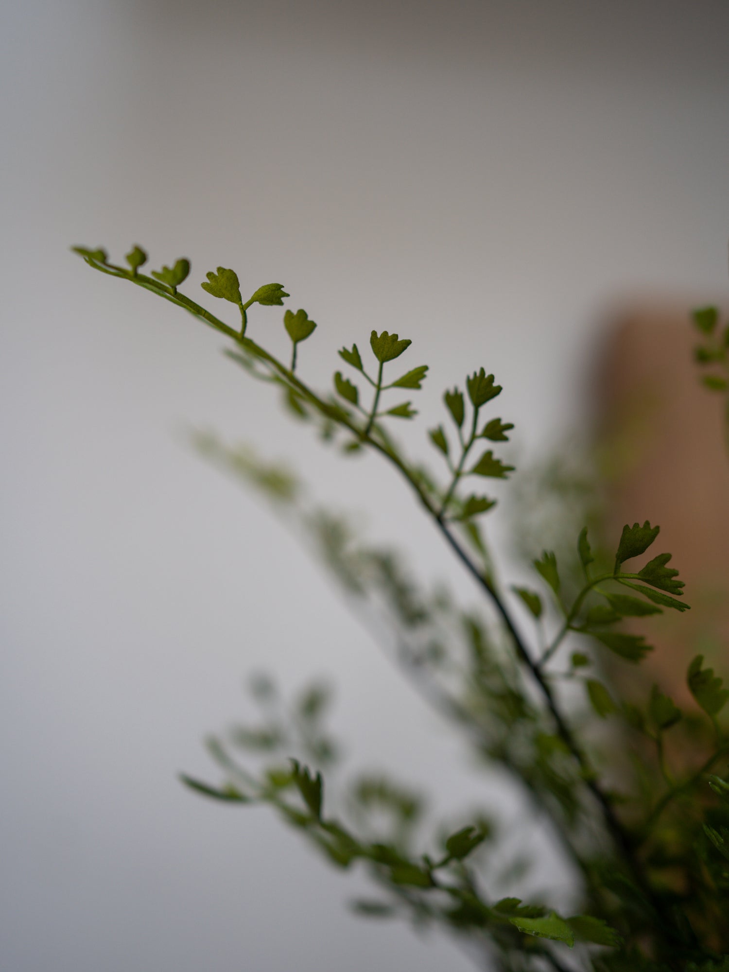 Faux Maiden Hair Fern Potted Plant