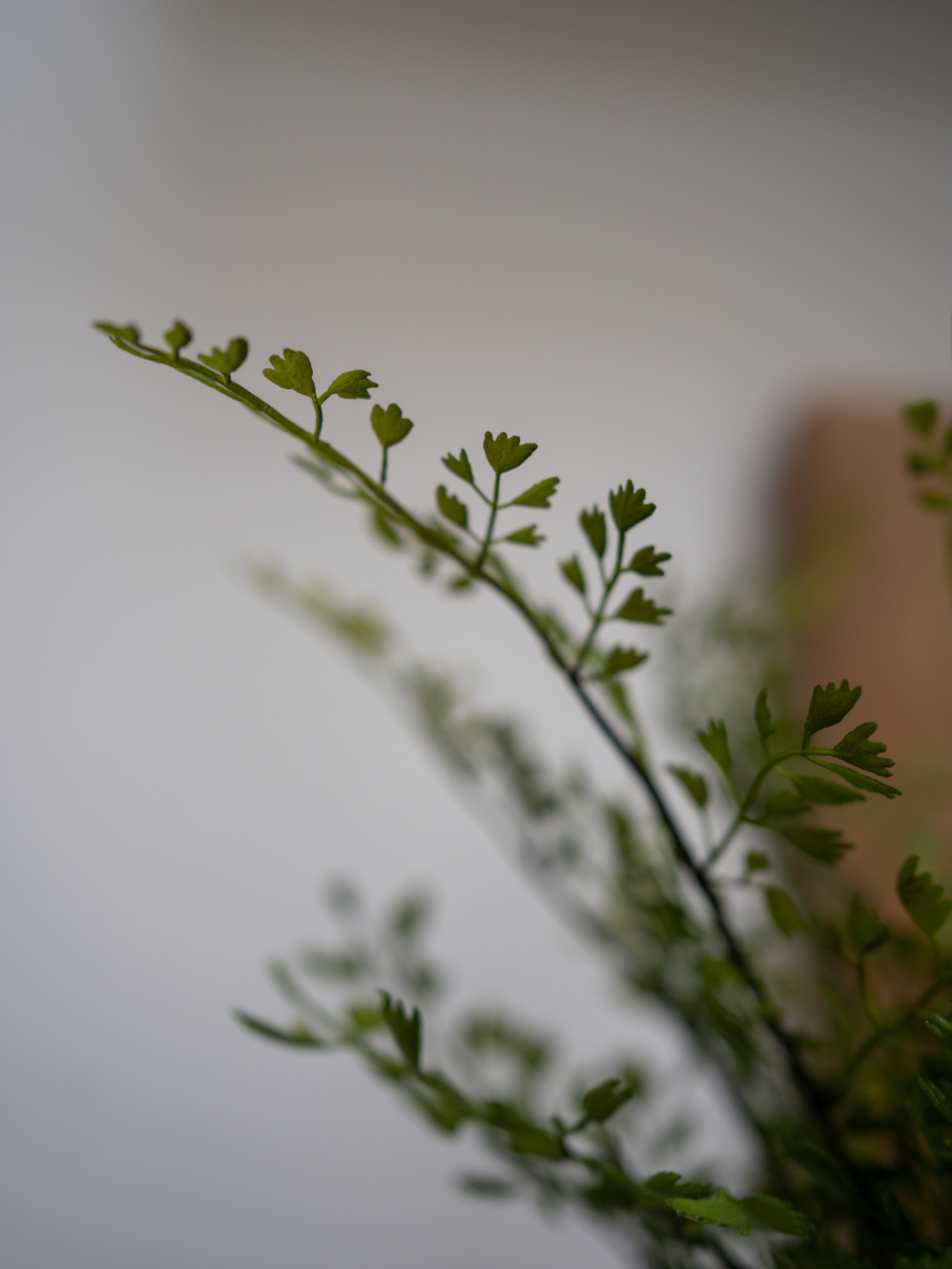 Faux Maiden Hair Fern Potted Plant