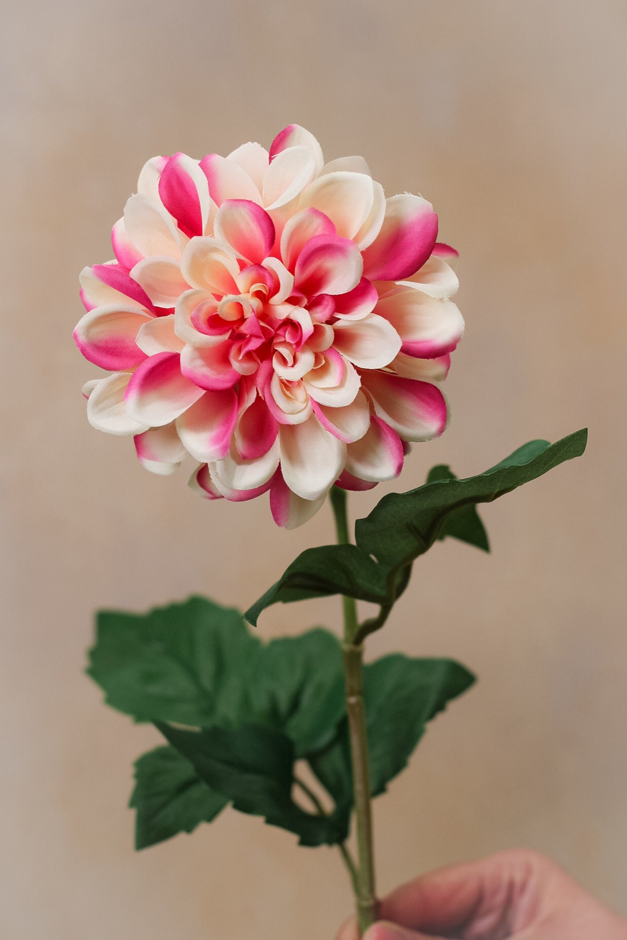 Faux Raspberry Ripple Dahlia Stem