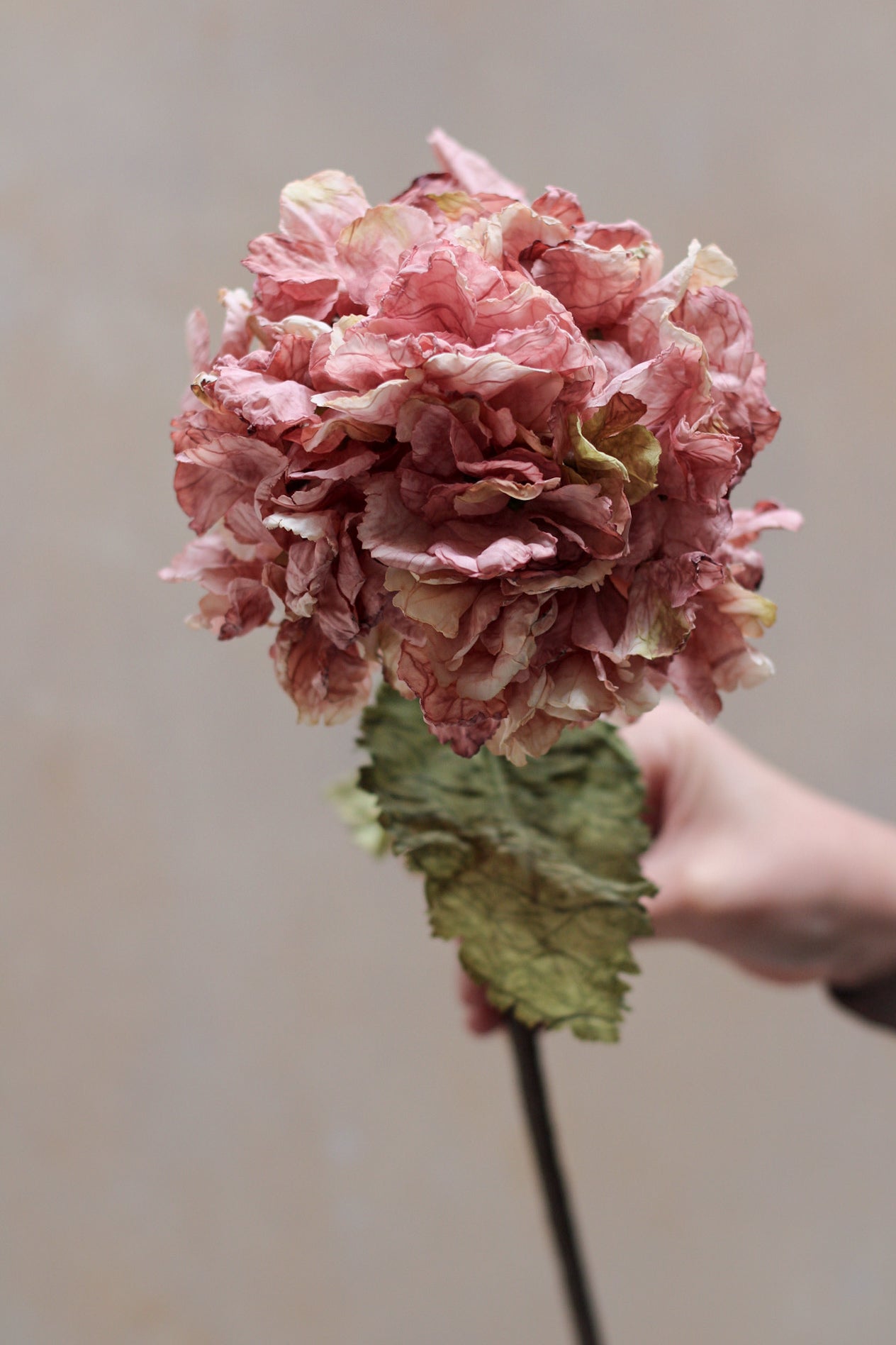 romantic pink hydrangea stem