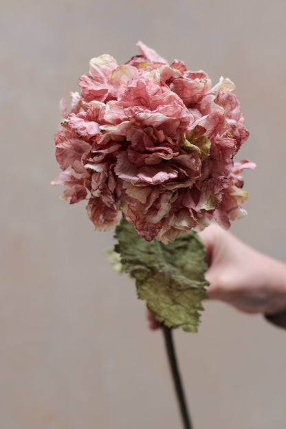 romantic pink hydrangea stem