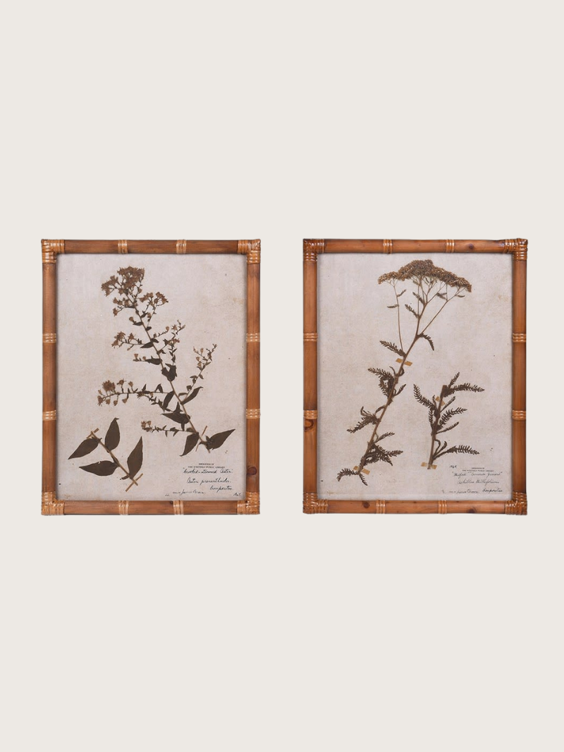 Two framed botanical prints on a white background