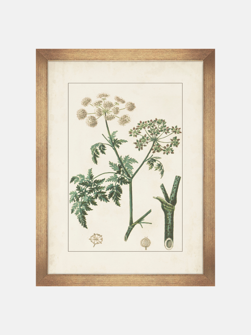 Framed botanical print of a plant on a white background