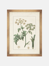 Framed botanical print of a plant on a white background