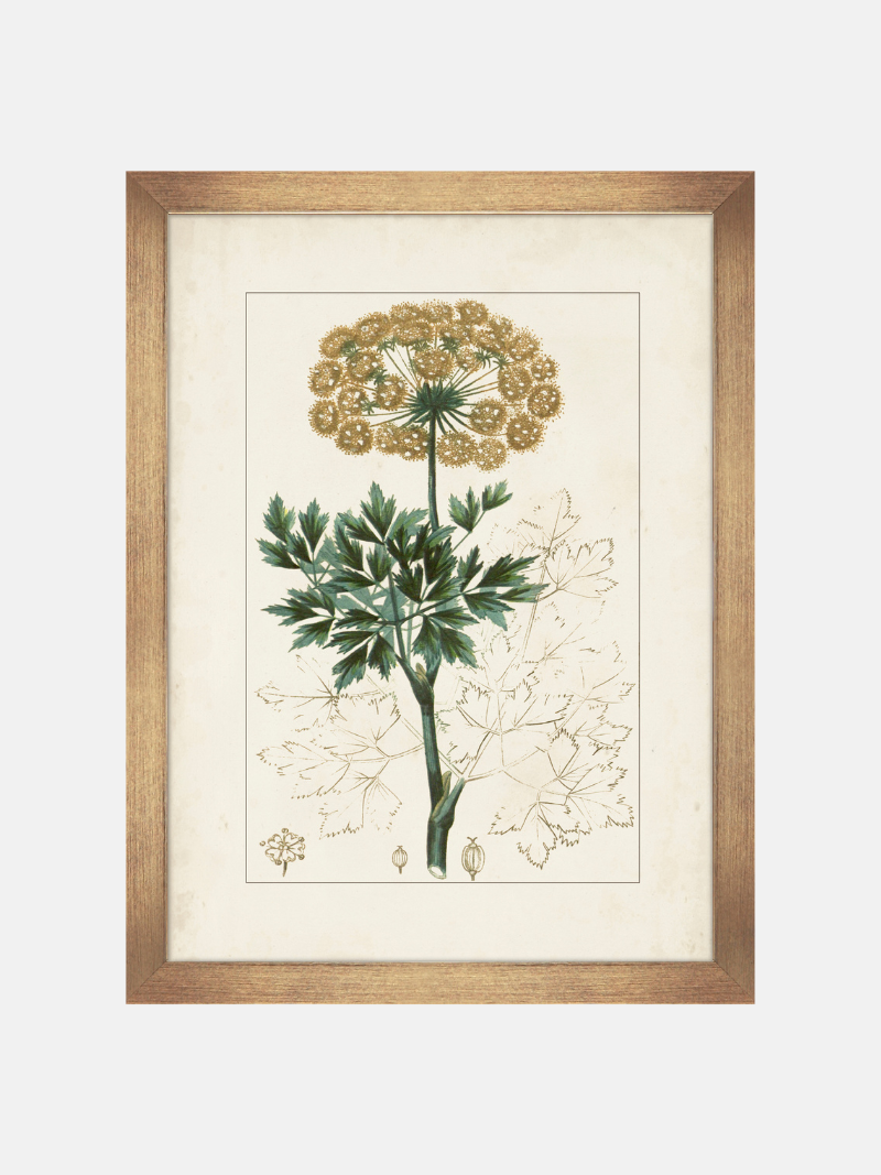 Framed botanical print of a plant with gold frame on a white background