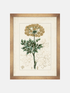 Framed botanical print of a plant with gold frame on a white background
