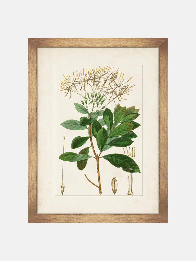 Framed botanical illustration of green leaves and brown branches on a white background