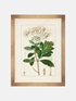 Framed botanical illustration of green leaves and brown branches on a white background