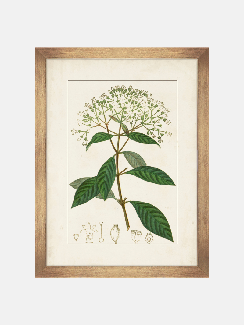 Framed botanical illustration of a plant with green leaves and white flowers on a beige background.