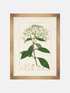Framed botanical illustration of a plant with green leaves and white flowers on a beige background.